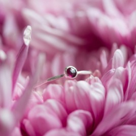 Pink Garnet - skinny stackable ring with rose cut Rhodolite Garnet